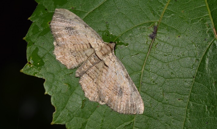 Horisme tersata (Geometridae)?